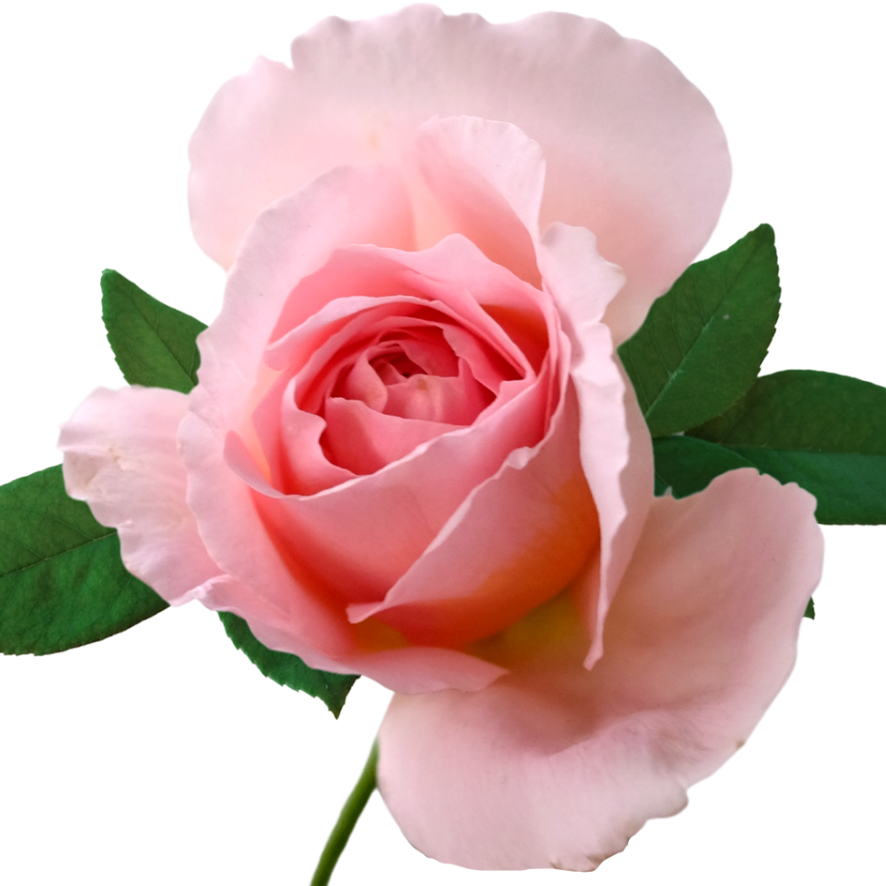 🌹 G Mask | Jelly Mask Rosa Búlgara 1kg ✨💧 – Hidratación & Luminosidad Profesional