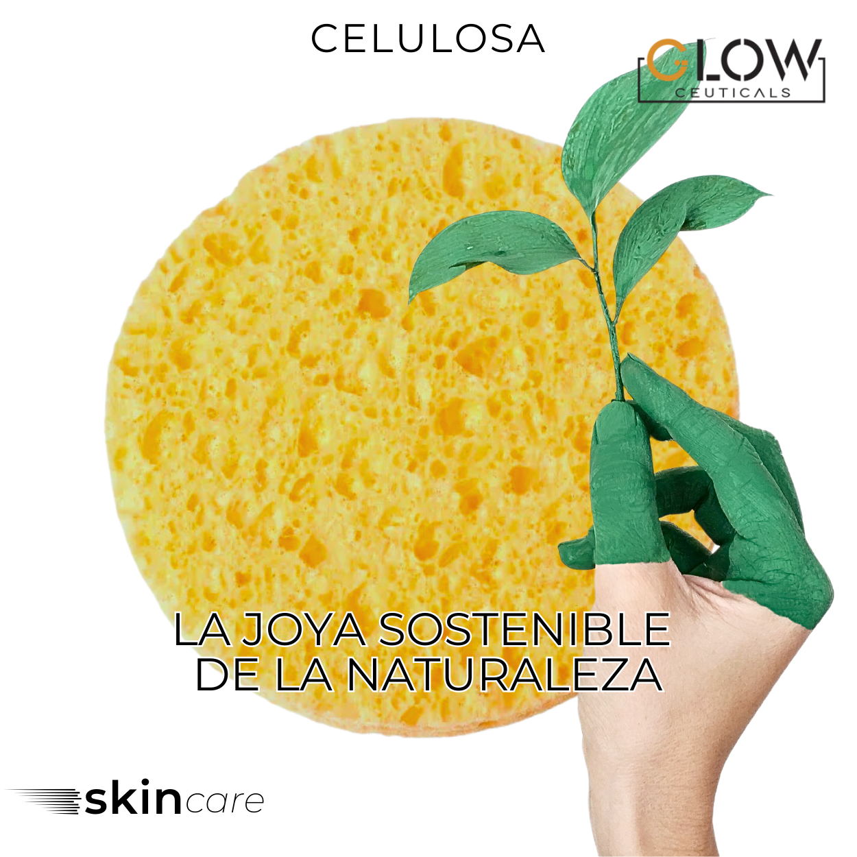 🧽 Esponjas Faciales Comprimidas de Celulosa – 24 Unidades 🧽